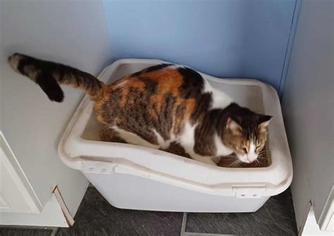 Top 10 Best Tofu Cat Litter Picks for Eco.
